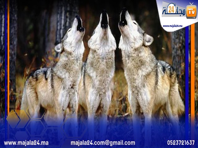 الشن الطن: ألذيب اخشي