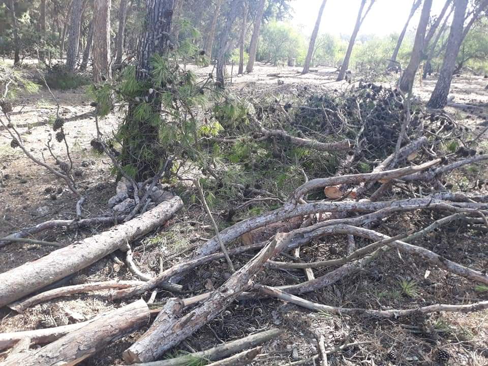 أشجار غابة بوسكورة تتعرض للاتلاف والسرقة بطرق ممنهجة ؟؟؟؟