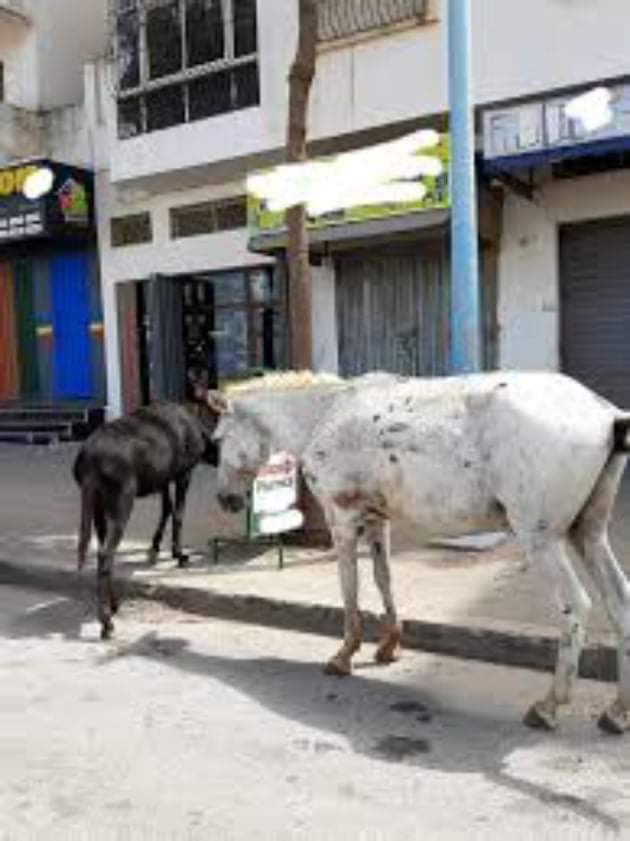 مدينة الجديدة تعج بالبغال والحمير والسلطات في دار الغفلون