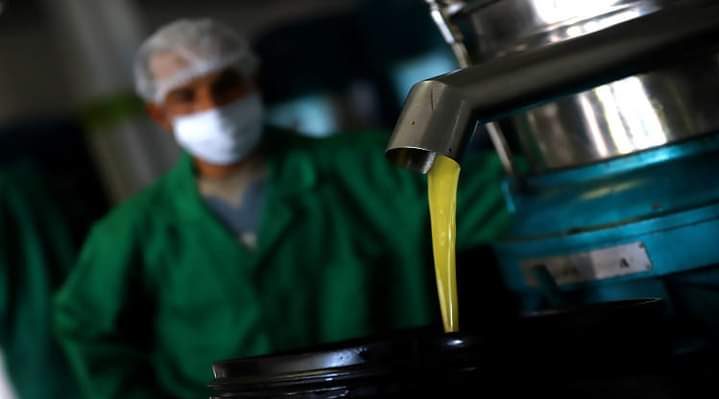 زراعة الزيتون .. قطاع مقاوم للظروف المناخية الصعبة