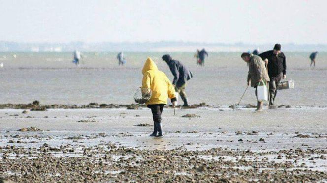 منع جمع وتسويق الصدفيات بمنطقة راس كبدانة-السعيدية