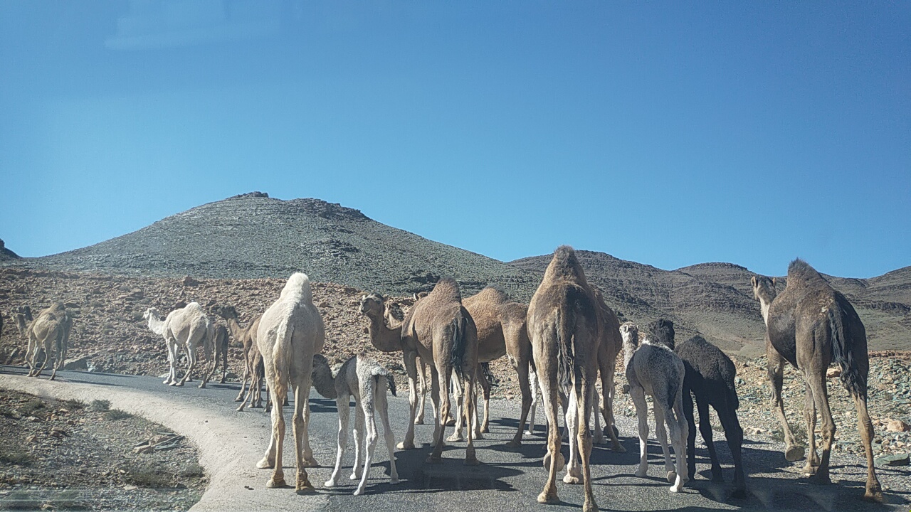 الجمال السائبة تتسبب في عرقلة حركة السير بين إسافن و أيت عبد الله