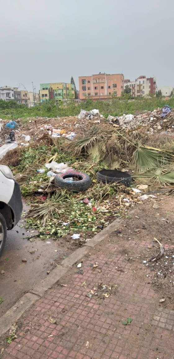 الجديدة…شركة للهاتف النقال تقتلع نخلتين من أجل تثبيث لاقط هوائي و الساكنة تحتج