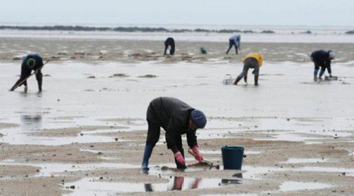أكادير .. حظر جمع وتسويق الصدفيات على مستوى منطقة دويرة-سيدي الرباط