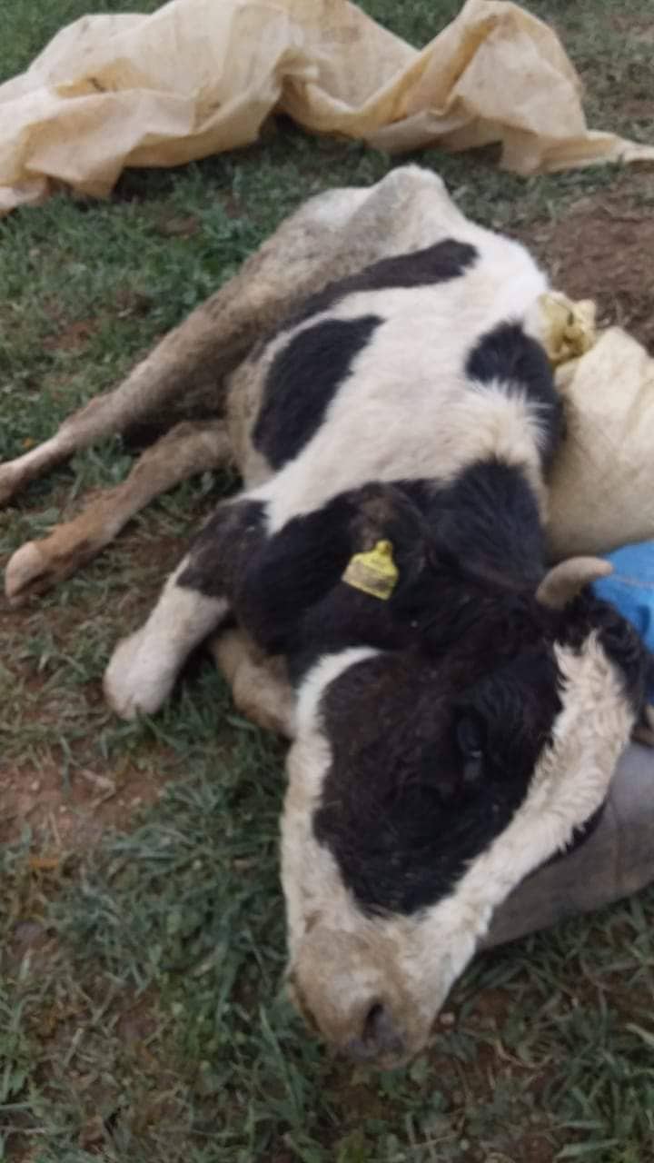 مرض غامض يصيب الأبقار بأولاد محمد ضواحي مدينة سطات