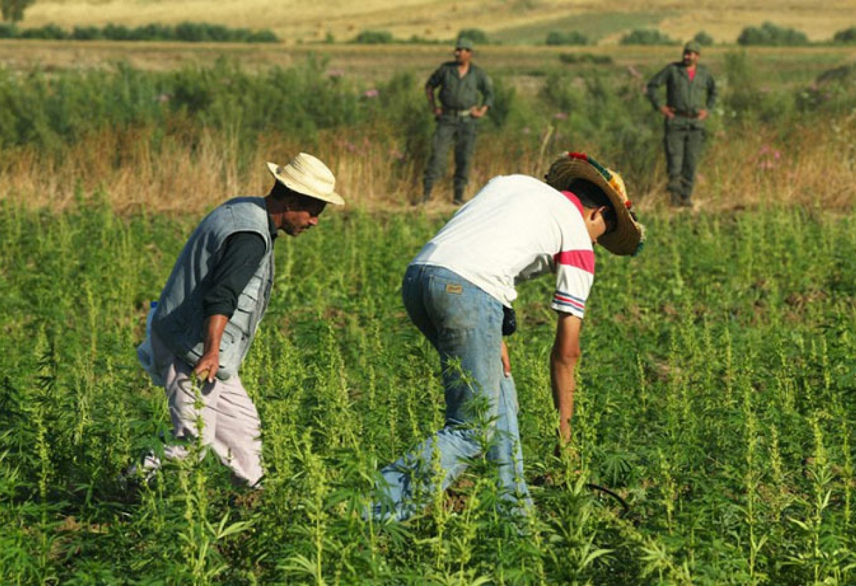 مشروع القنب الهندي على طاولة المجلس الحكومي