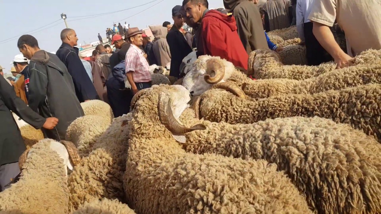 سرقات متكررة بالسوق الأسبوعي كيسر ضواحي سطات تطرح علامات استفهام