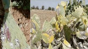 المغرب بصدد حسم المعركة ضد الحشرة القرمزية