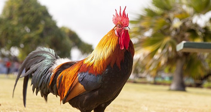 ديك “يطعن” رجلا هنديا بسكين حتى الموت