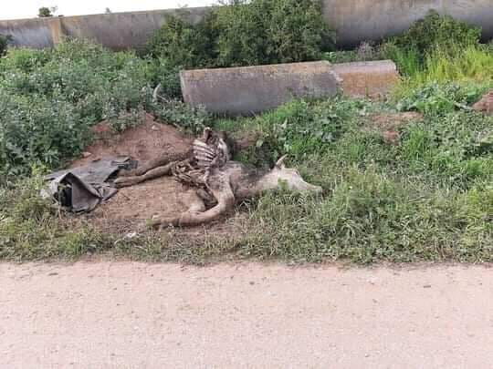 أشخاص يتخلصون من جثت الحيوانات برميها بجنبات الطريق بجماعة خميس متوح إقليم الجديدة