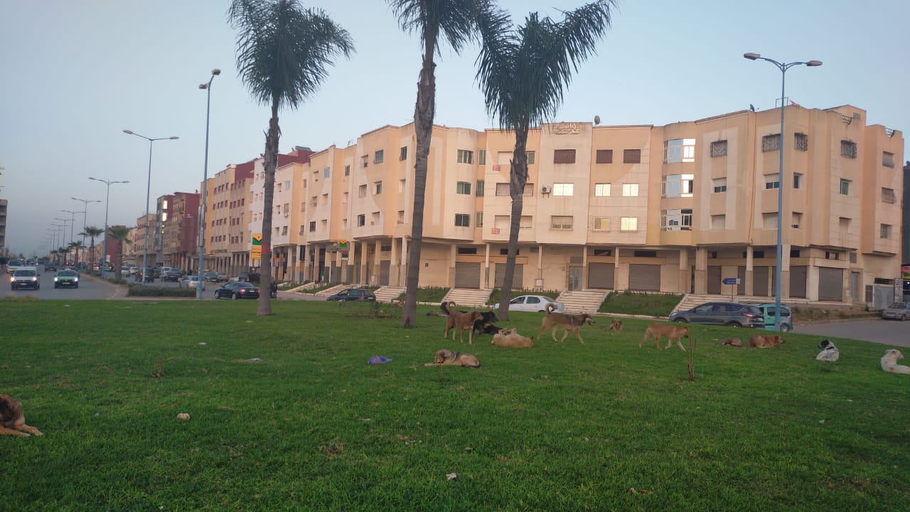 شوهة.. الكلاب الضالة تهدد ساكنة المحمدية