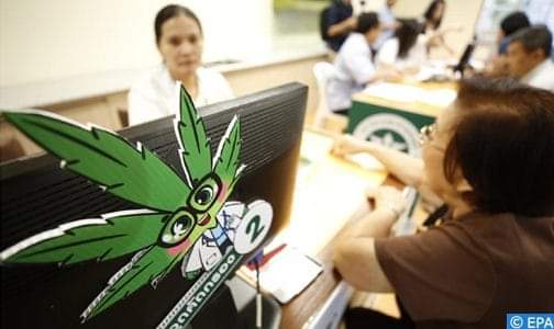 الاستعمال الطبي للقنب الهندي.. توجه عالمي حثيث وفرص واعدة للمغرب