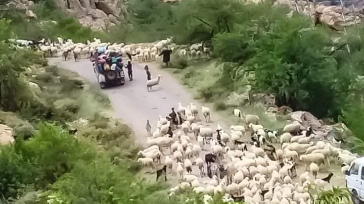 تارودانت: رعاة رحل ينشرون الرعب ويهددون حياة المواطنين وممتلكاتهم