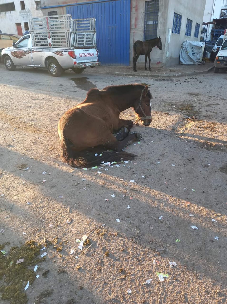 سوق “السبت” بسطات…من التجارة إلى إيواء الدواب الموبوءة