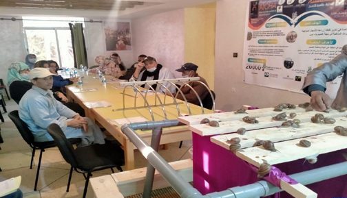 كلميم : دورة تكوينية حول تقنيات تربية وتثمين الحلزون