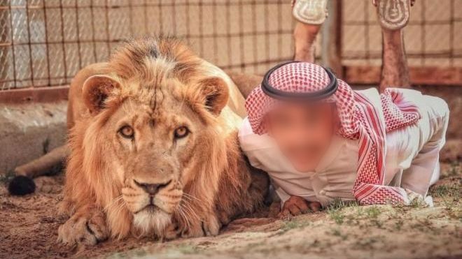 السعودية: أسد يجهز على مروضه