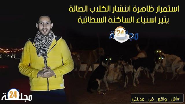 سطات.. استمرار ظاهرة انتشار الكلاب الضالة تثير استياء الساكنة