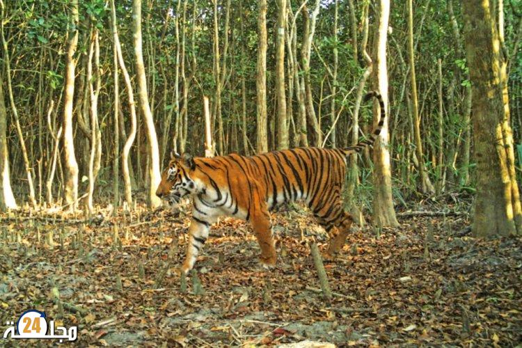 بنغلاديش.. بعد فرار دام 20 عاما تم توقيف صياد نمور بنغالية