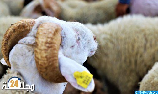 عيد الأضحى 1442 .. ترقيم 5.8 مليون رأس من الأغنام والماعز