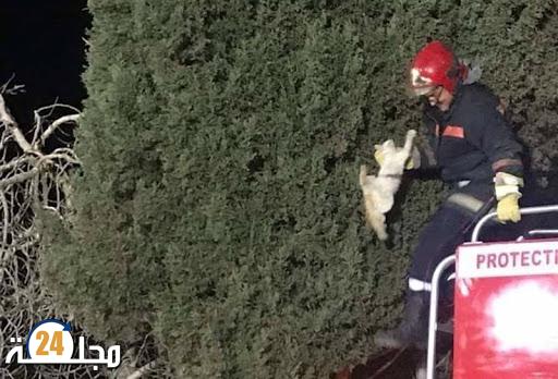 موقف إنساني …عناصر الوقاية المدنية بسطات تنقذ قطة من الموت