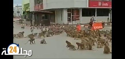 نقص الغذاء يقود مجموعة من القردة للشجار بالشارع