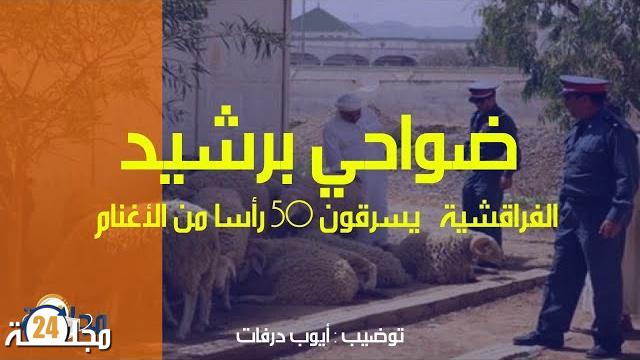 عصابة “الفراقشية” تسرق 50 رأسا من الغنم