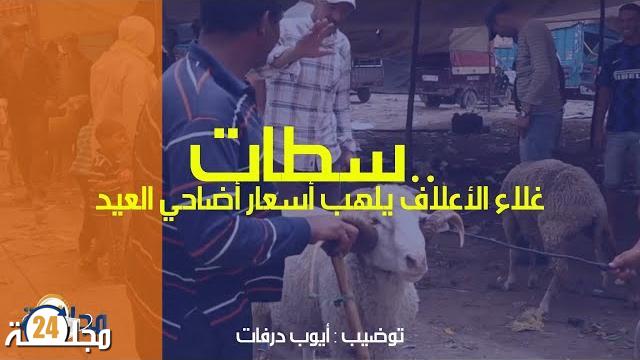 بالفيديو.. الجودة مصحوبة بغلاء أضاحي العيد بسطات