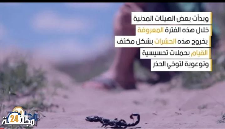 بالفيديو: خطر لسعات العقارب مع ارتفاع درجات الحرارة