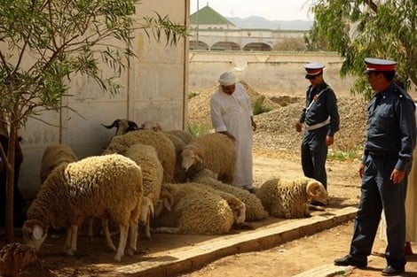 “الفراقشية” يسرقون 50 رأسا من الأغنام ضواحي برشيد