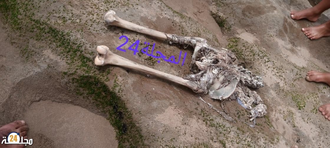 العثور على عظام بشرية يستنفر الدرك اشتوكة