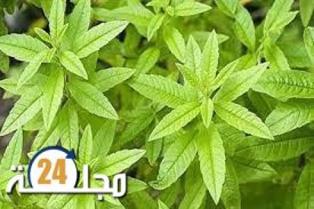 فوائد اللويزة الصحية