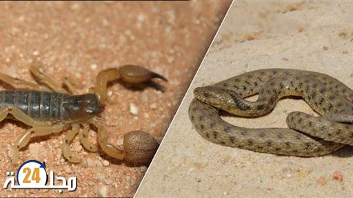 وزارة الصحة تحذر من خطورة لسعات العقارب ولدغات الأفاعي