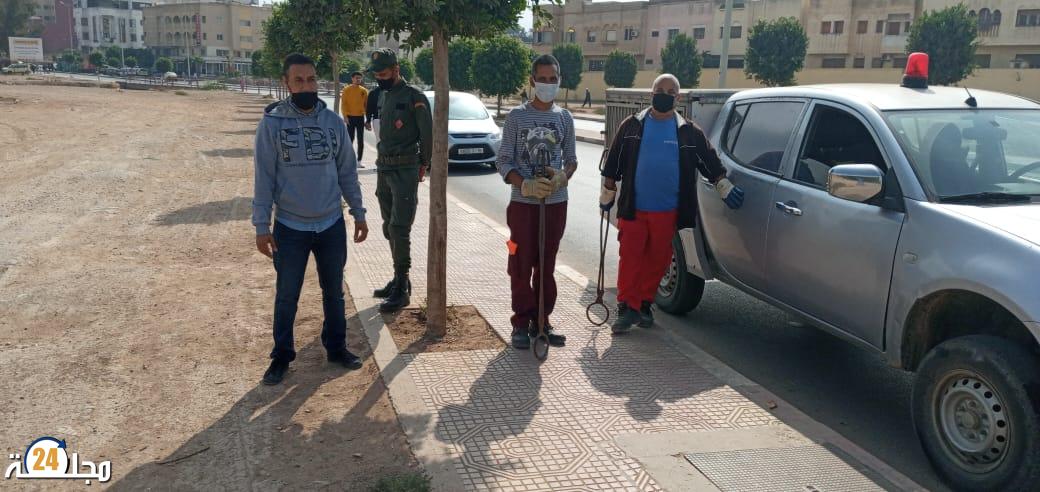 جماعة سطات تشن حملة واسعة ضد الكلاب الضالة  (صور)