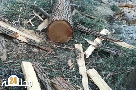 احباط محاولة لتهريب اخشاب مسروقة من الغابة بإقليم الحسيمة
