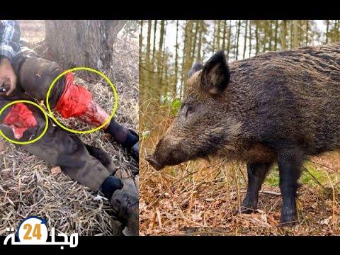 خنزير بري يهاجم شخصين بأيت باعمران