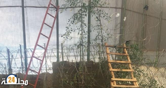 15 مهاجرا مغربيا يعبرون إلى مليلية عبر السياج الشائك