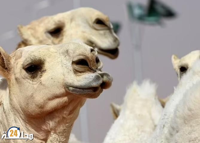 البوتوكس يستبعد 40 جملا من مسابقة للجمال