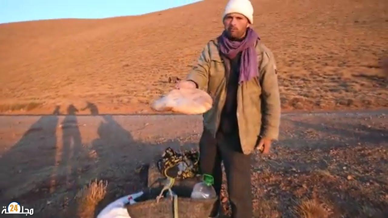 وزارة الفلاحة تكافئ الراعي “مول الخبزة” وصديقه