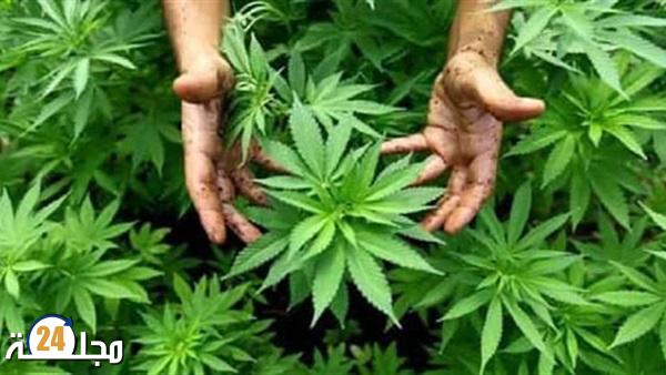 دولة أوروبية تسمح لمواطنيها بزراعة وحيازة الحشيش للاستعمال الشخصي