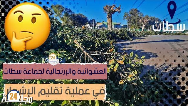بالفيديو…العشوائية والارتجالية لجماعة سطات في عملية تقليم الأشجار