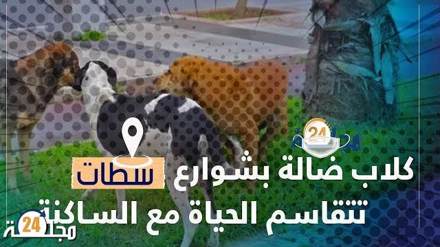 بالفيديو…كلاب ضالة بشوارع سطات تتقاسم الحياة مع الساكنة