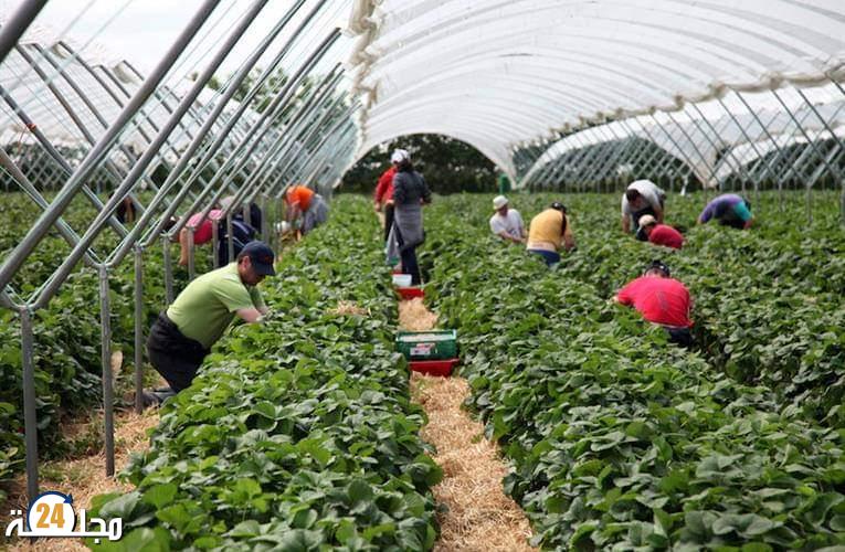 عودة العاملات الموسميات إلى إسبانيا في هذا التاريخ