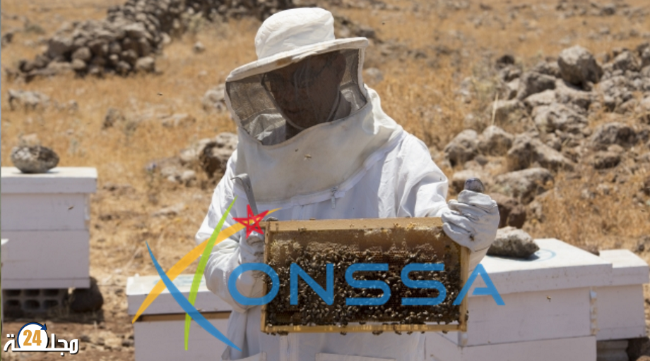 توضيحات “ONSSA” حول اختفاء النحل من المناحل ببعض المناطق
