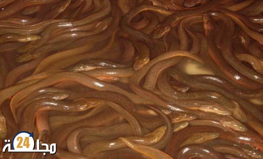 حاول تهريب ثعابين البحر الى المغرب.. إسبانيا تغرم مغربيا بـ 7,2 مليون أورو