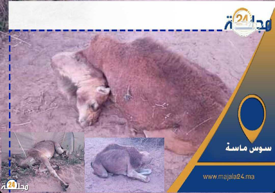 “هيستيريا‘‘ بـدوار علال بعد نفوق جمال رعاة بالخطأ بسوس