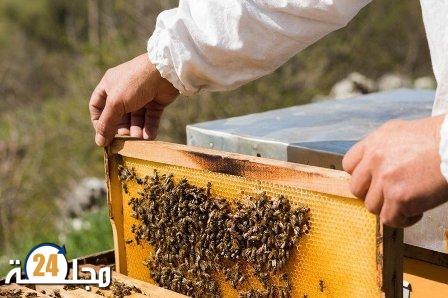 تربية النحل بالمغرب… مؤهلات كبيرة وأصناف مختلفة من العسل