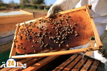فرار طوائف النحل..إرسال تحاليل إلى الخارج لمعرفة الاسباب