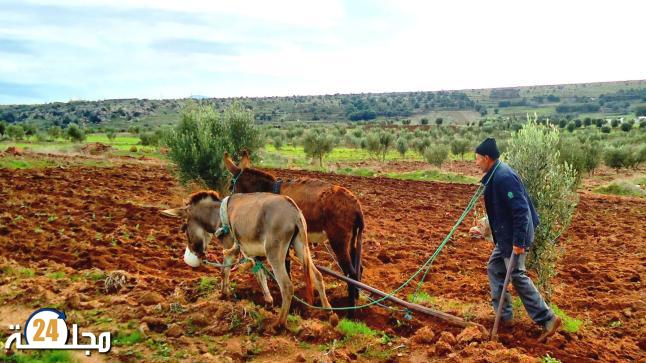 الحسيمة:  فلاحو الحسيمة يستغيثون فهل من مغيث