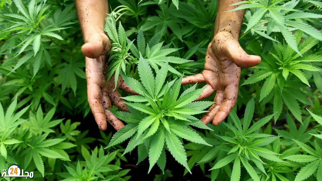 مجلس الحكومة يصادق على مشروع مرسوم يتعلق بالاستعمالات المشروعة للقنب الهندي