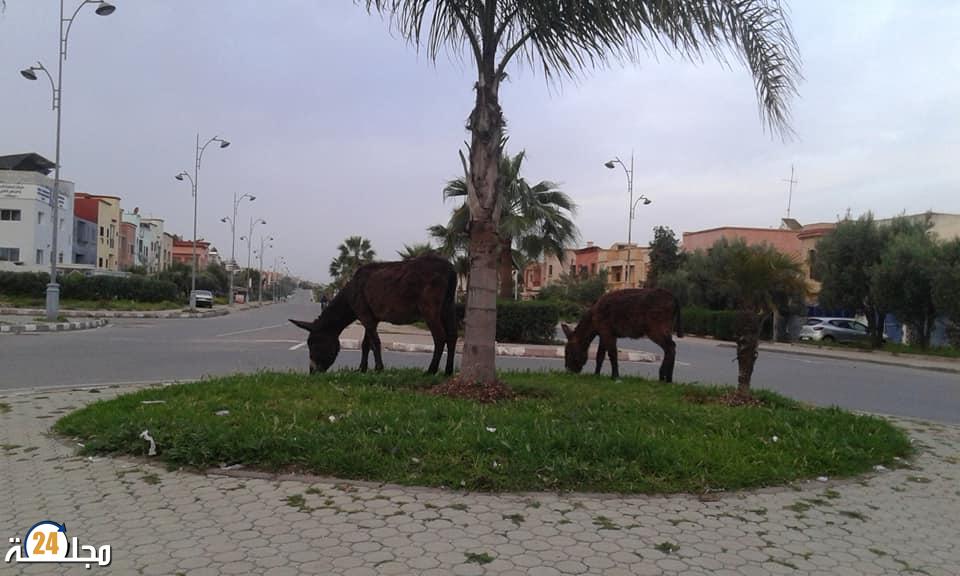 الدواب تتجول بأريحية في شوارع وأحياء مدينة سطات